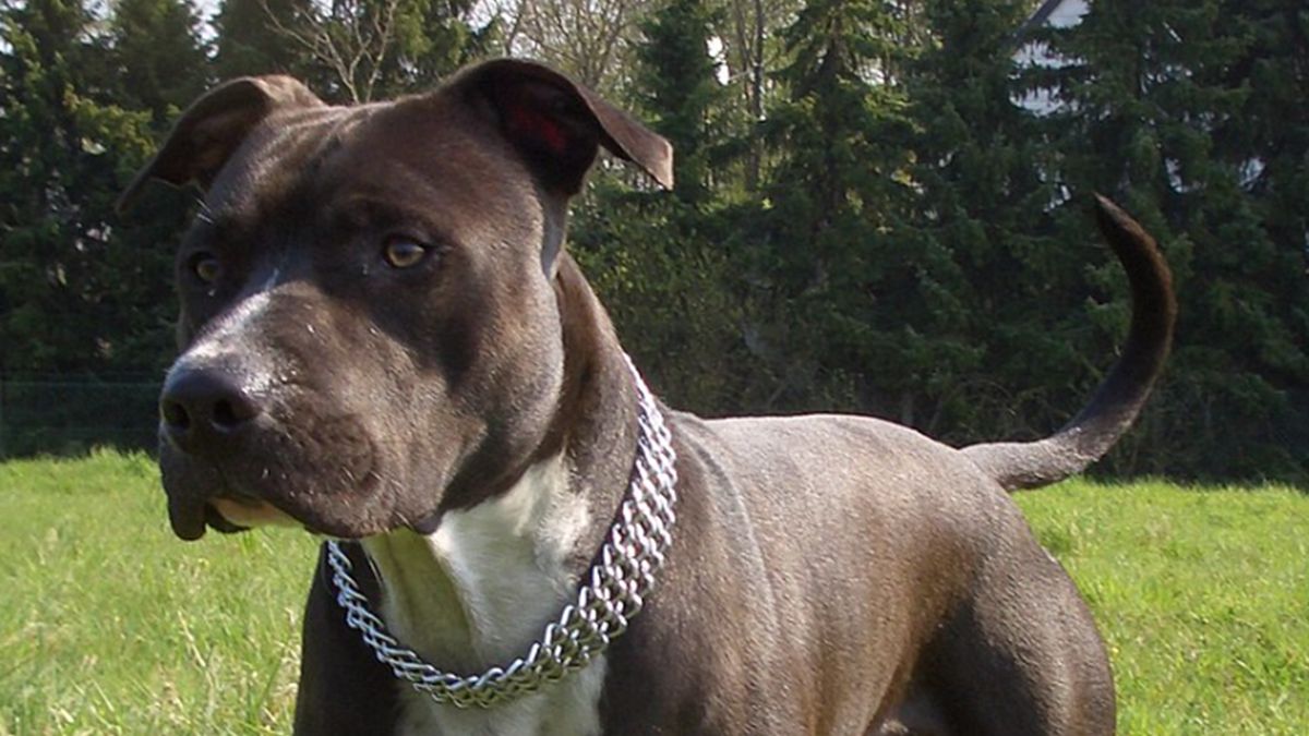 Amstaff pogryzł dziewczynkę.