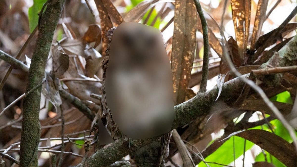 Niezwykle rzadki widok