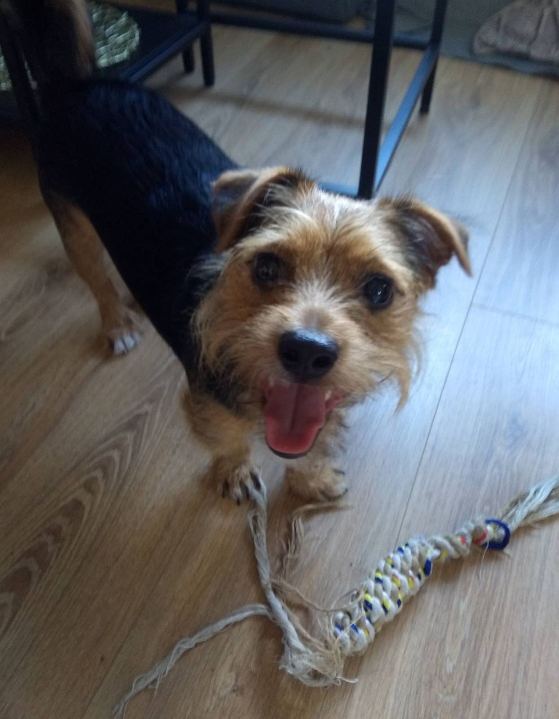 Dzień Kundelka na Pudelku! Nasi czytelnicy dzielą się z nami zdjęciami swoich pupili 