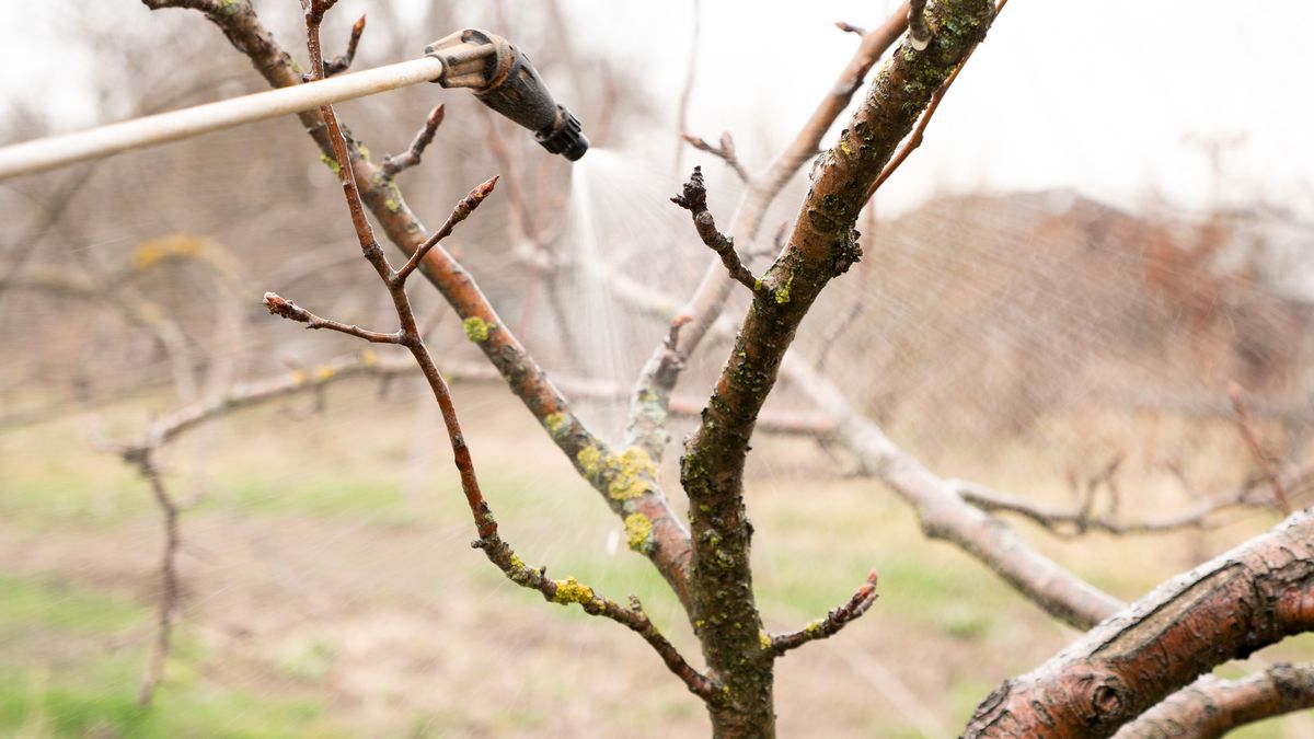 Oprysk drzew owocowych