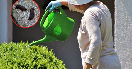 Zmora ogrodników, zagrożenie dla ludzi. Może przenosić niebezpieczne pasożyty