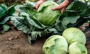 Na kapuście zarabiamy miliony. Do tego kraju trafia jej najwięcej