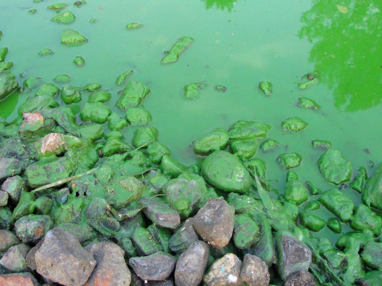 Kujawsko-pomorskie: Dziwny kolor wody w jeziorach i stawach. To sinice