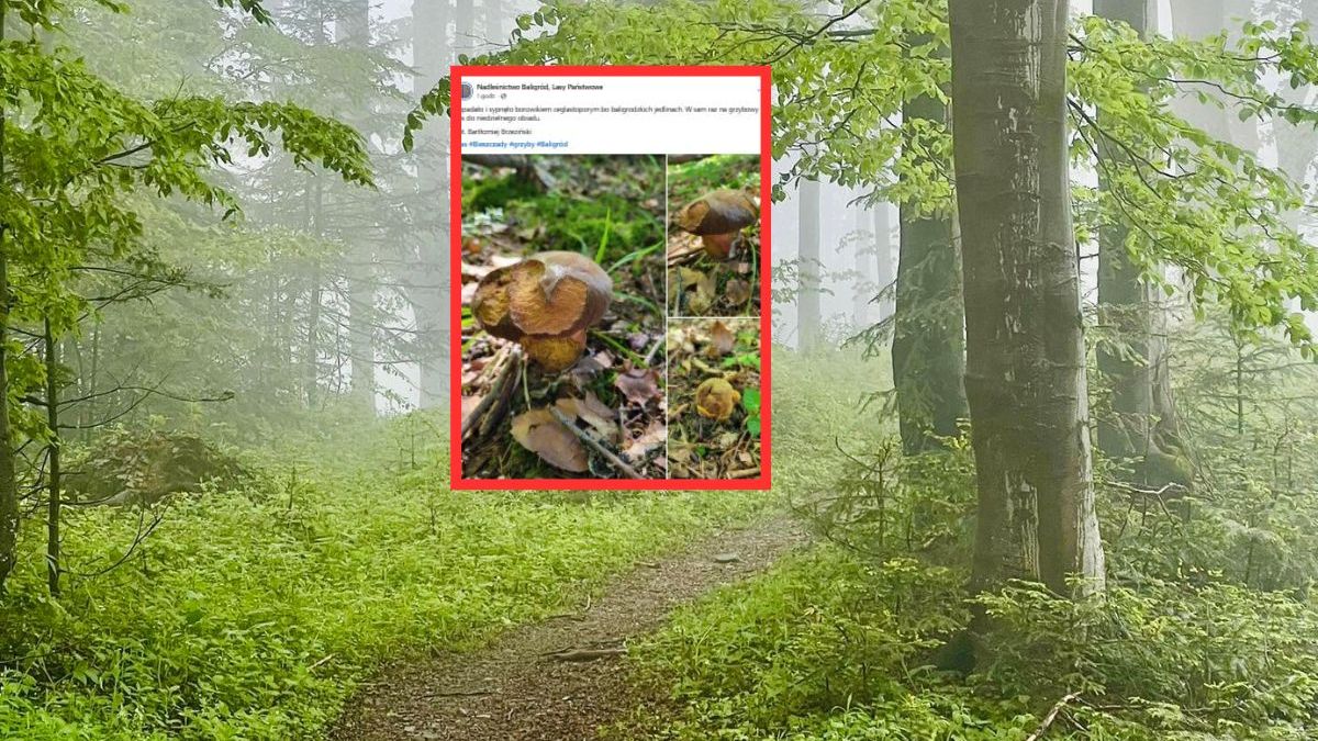 Leśnicy z Baligrodu pokazali pierwsze letnie zbiory