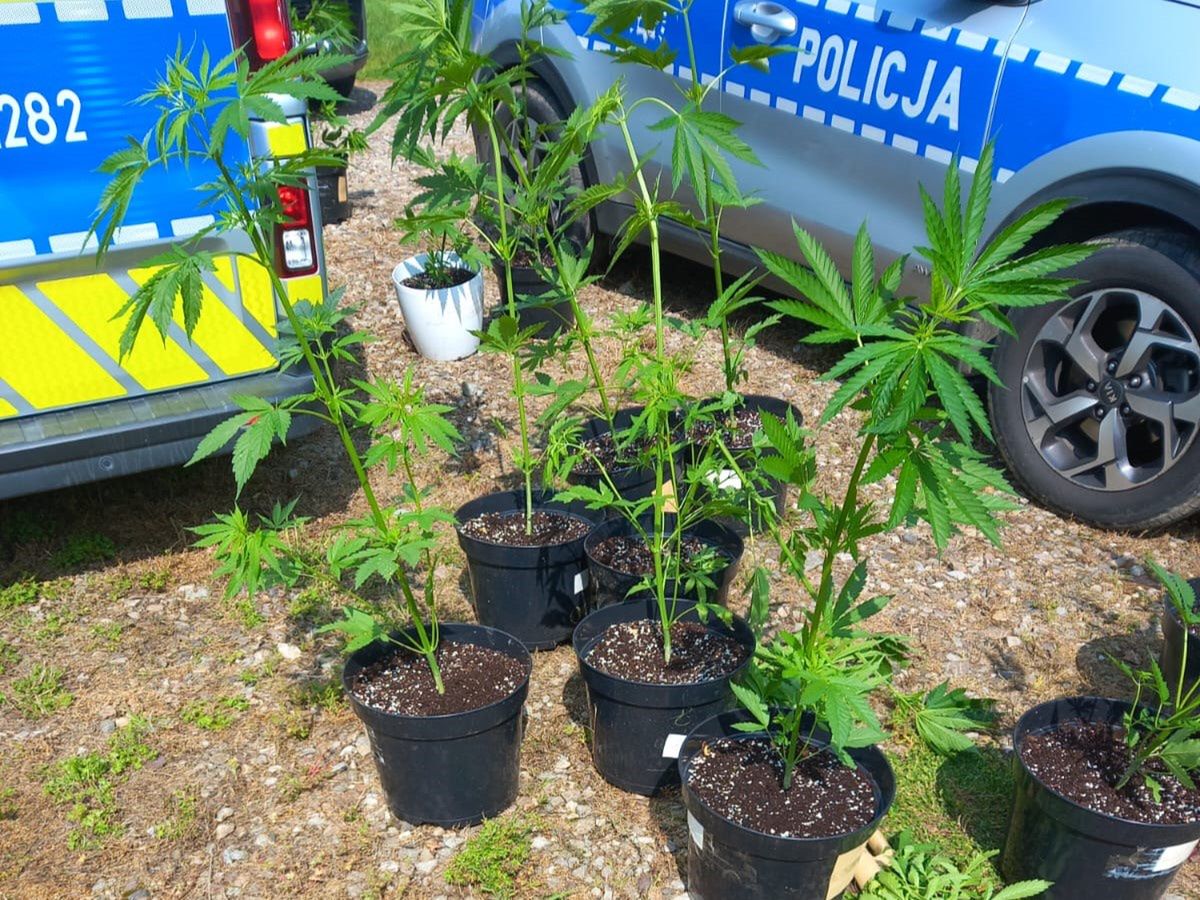 29-latek aresztowany, 1,5 kg marihuany przejęte, plantacja konopi zlikwidowana