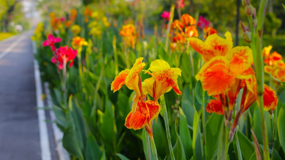 Kiedy sadzić kanny?