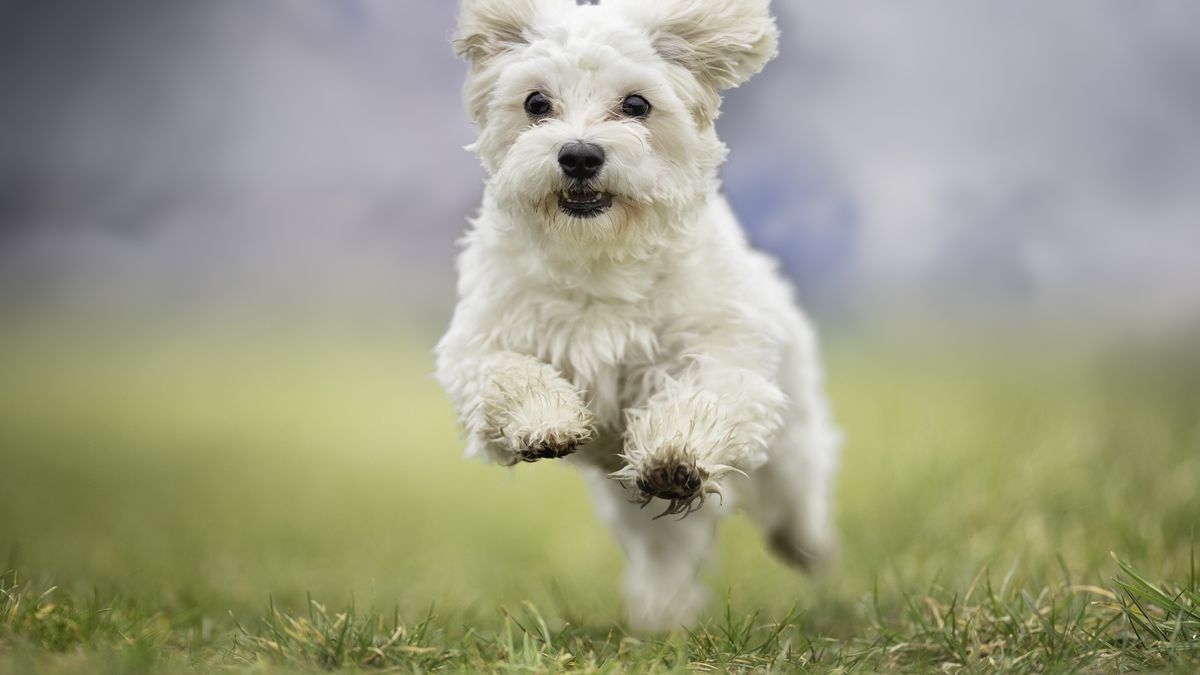 w tym roku stawka maksymalna wynosi 130,30 zł rocznie od jednego psa. W 2022 r. będzie wynosiła natomiast 135 zł 