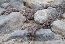 Tatry. Zaskakujące zjawisko w Tatrach. Czym jest pleń?