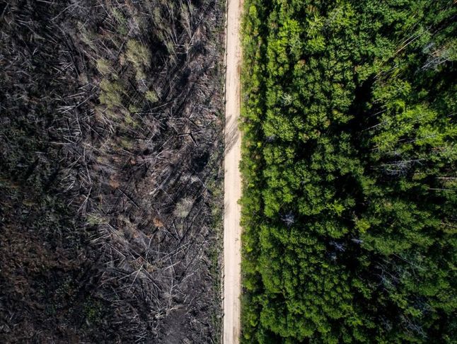To zdjęcie wygląda, jakby było podzielona na "przed” i "po” retuszu w programie graficznym. Jest to jednak zdjęcie, które pokazuje, jak droga uratowała część lasu przed pożarem. Po prawej stronie widać nietknięte drzewa.