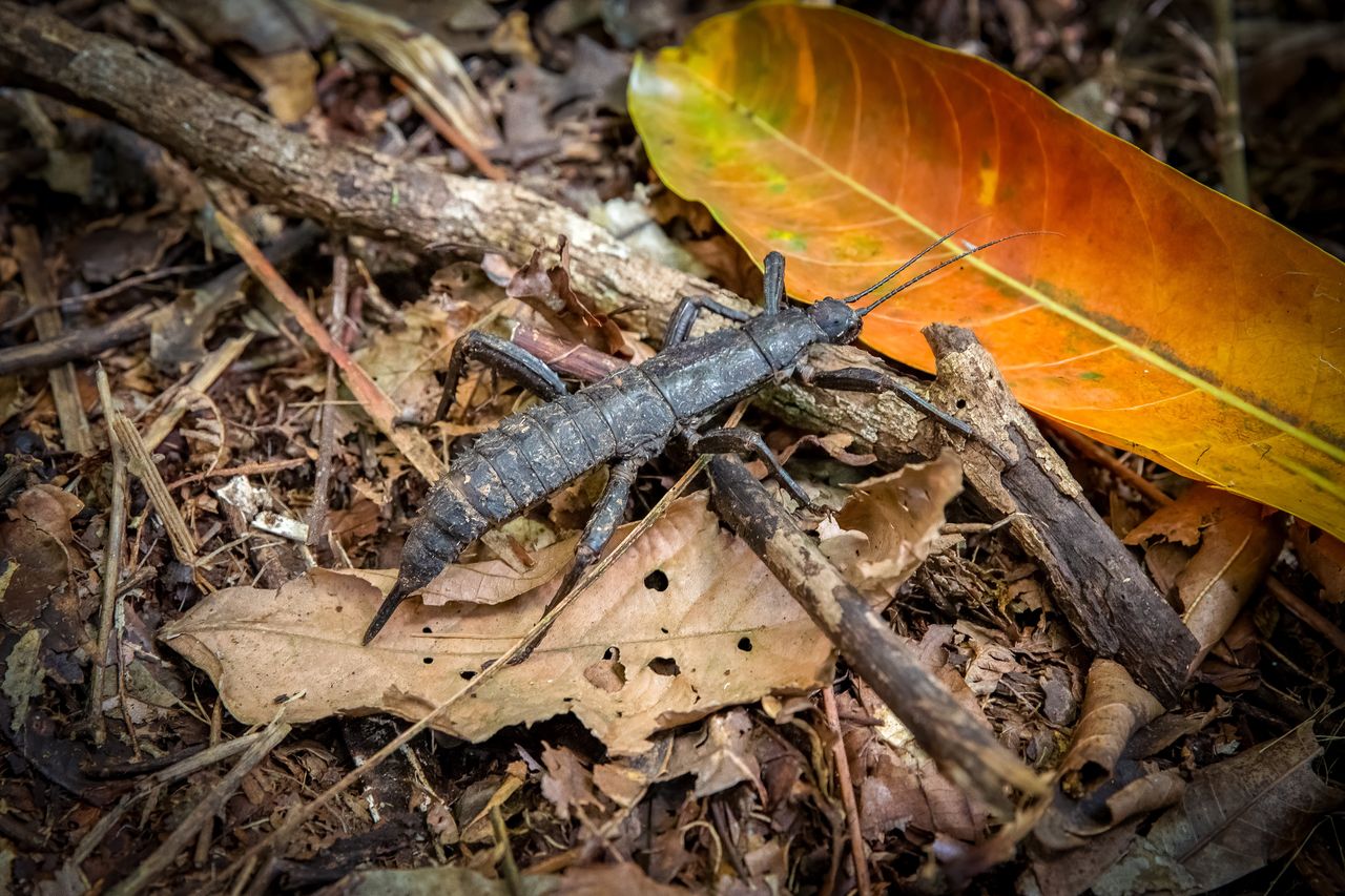 Lord Howe stick insect: A triumph over extinction adversity