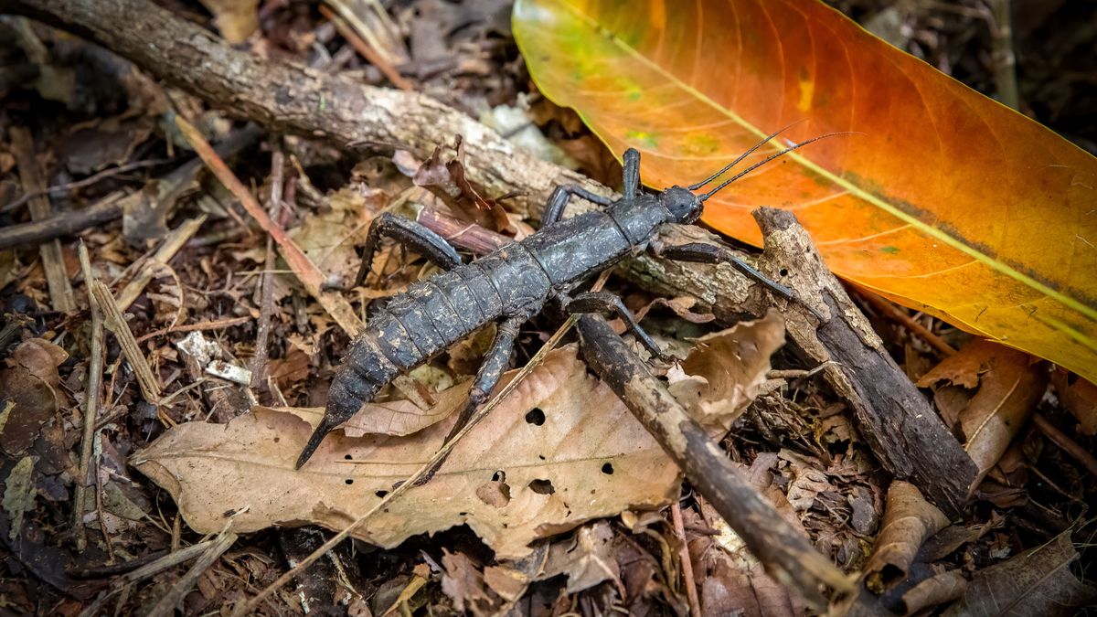 Dryococelus australis