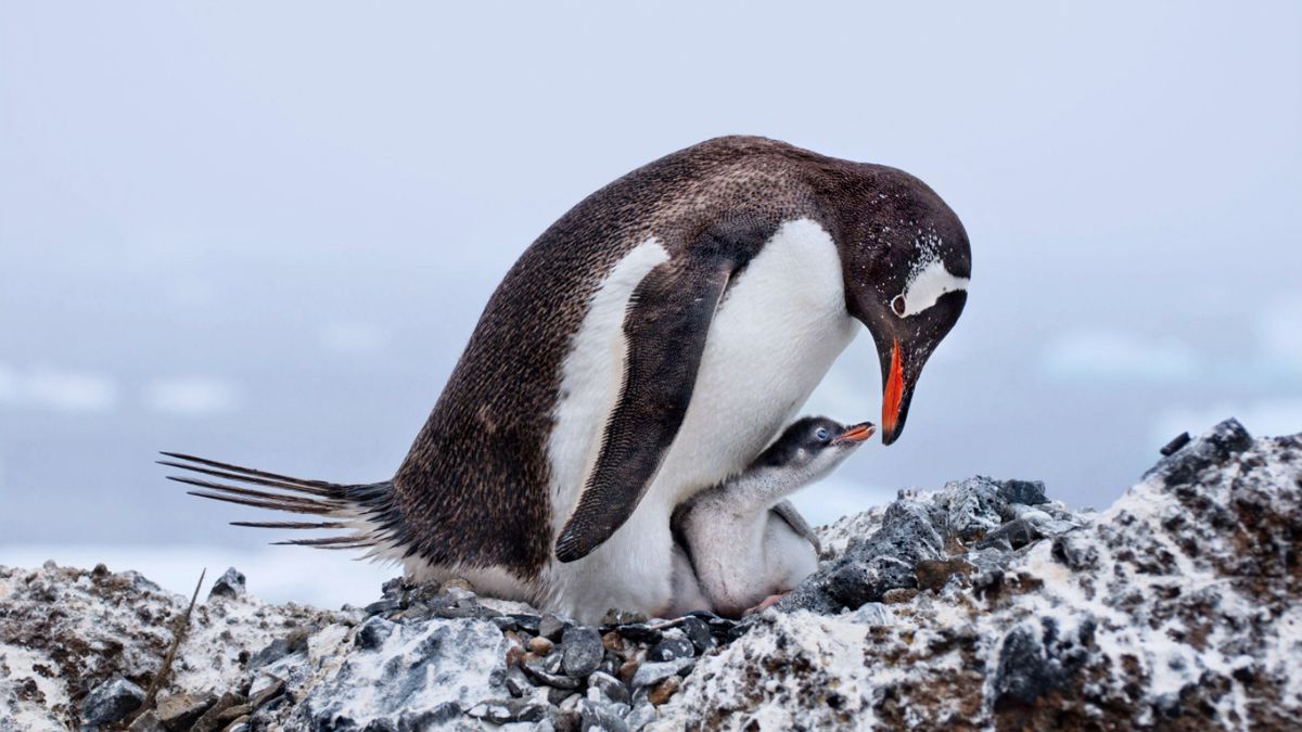 Audubon Photography Contest 2017 - piękno dzikich ptaków w najlepszym wydaniu 1
