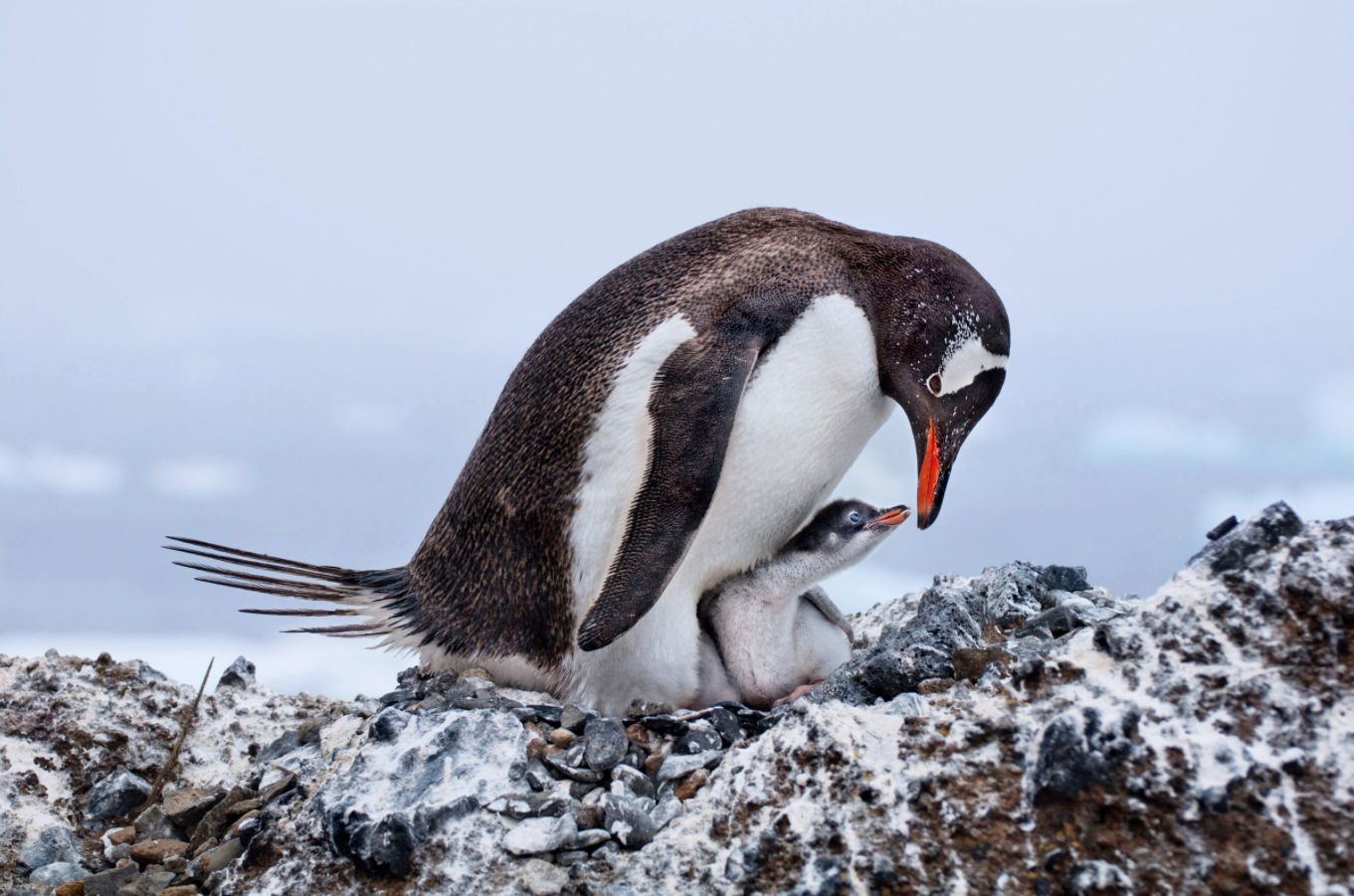 Audubon Photography Contest 2017 - piękno dzikich ptaków w najlepszym wydaniu 1