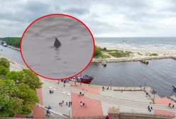 Przerażające wideo z polskiego kurortu. To prawdopodobnie rekin