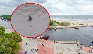 Przerażające wideo z polskiego kurortu. To prawdopodobnie rekin