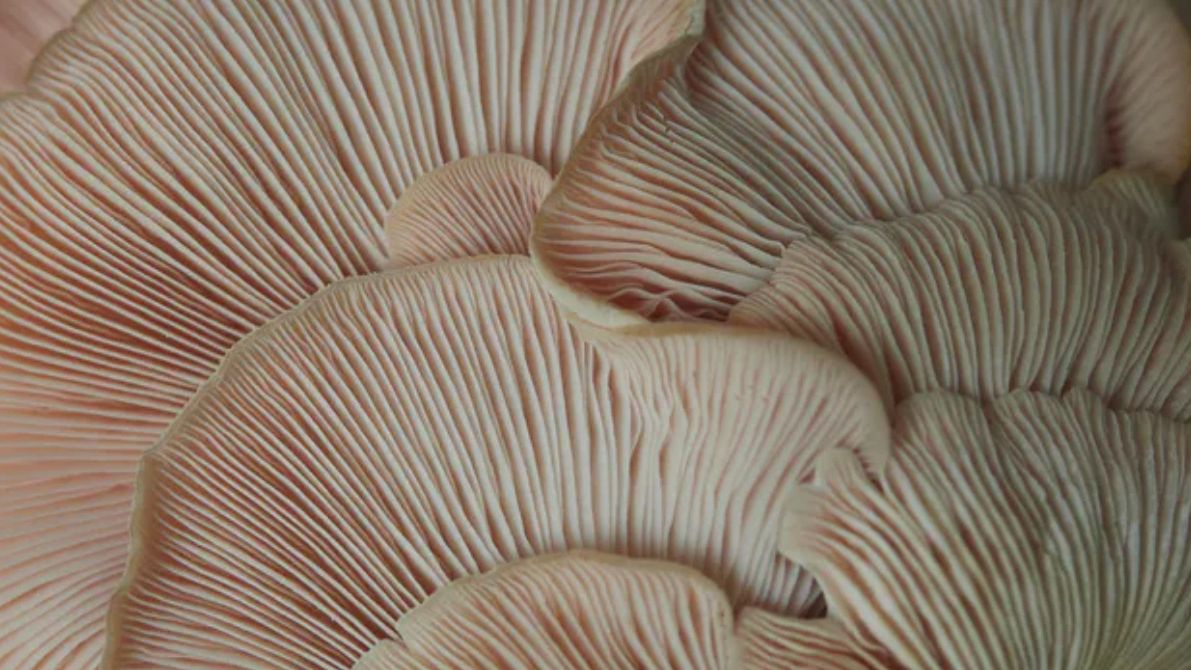 Boczniaki zaliczają się do najzdrowszych grzybów