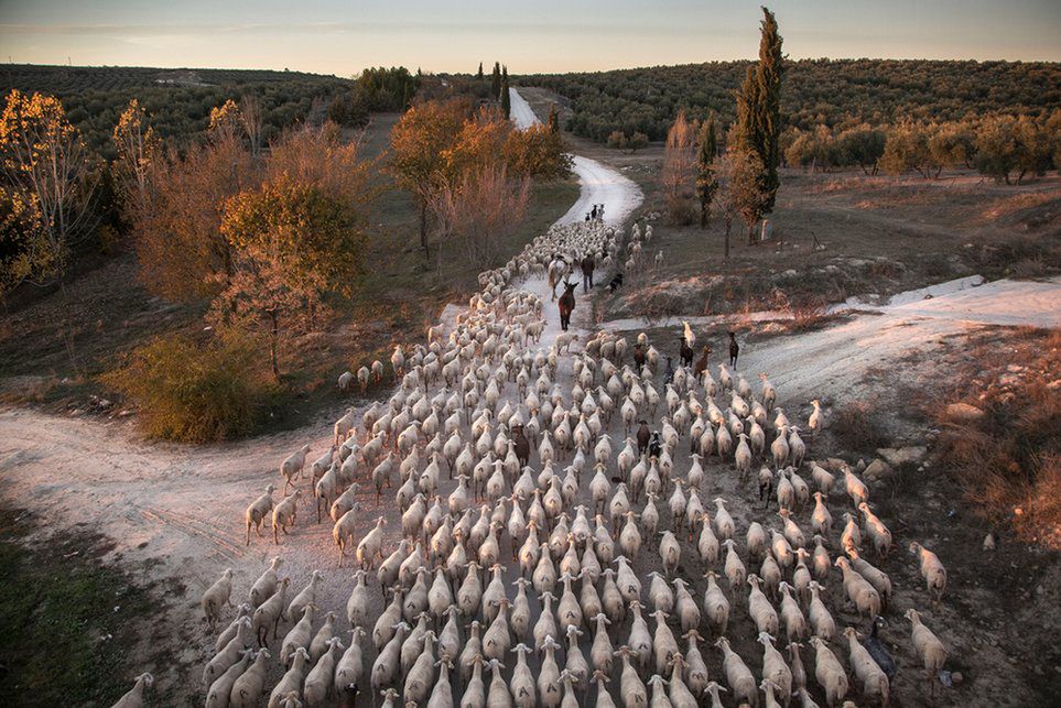 Zobaczcie najlepsze zdjęcia zgłoszone w konkursie Environmental Photographer of the Year 2016