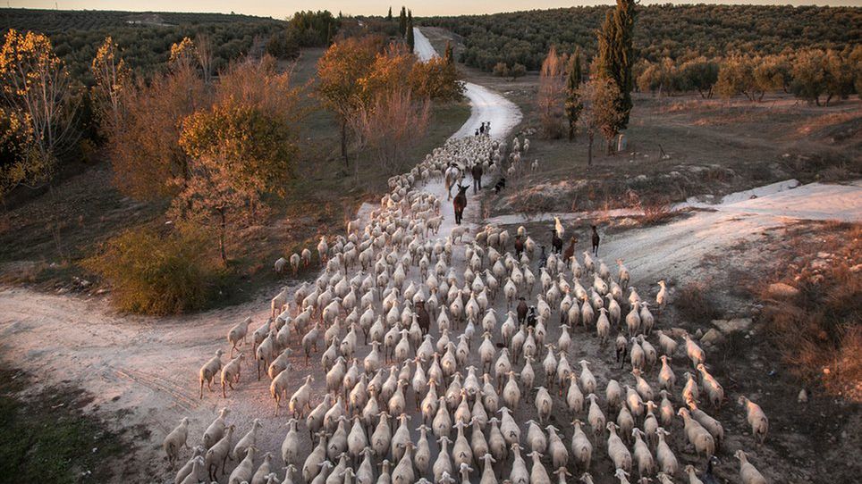 Zobaczcie najlepsze zdjęcia zgłoszone w konkursie Environmental Photographer of the Year 2016 1
