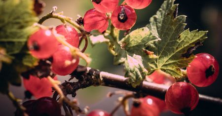 Ostatni dzwonek na zamrożenie tych owoców. Są bardzo zdrowe, a tak mało osób je docenia