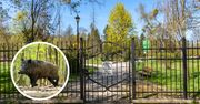 Park Miejski w Pile zamknięty. Dziki sparaliżowały majówkę