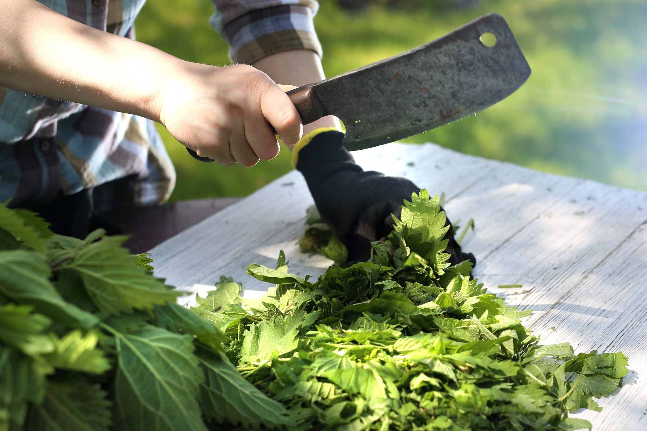 Nettle herb.Woman chopping nettle leaves.robertprzybysz