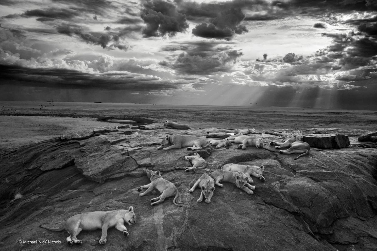 Nagrodę główna Wildlife Photographer of the Year 2014 zgarnął Michael 'Nick' Nichols za czarno-białe zdjęcie śpiących lwów w Serengeti. Żeby stworzyć ten archetypiczny obraz Nick podążał za lwami przez sześć miesięcy. Dzięki temu mógł zbliżyć się do nich na tak blisko. Zdjęcie wykonał przy popołudniowym świetle. Nick używał techniki infrared, która według niego odcina kurz i mgłę, przekształcając scenę w coś pierwotnego, prawie biblijnego.