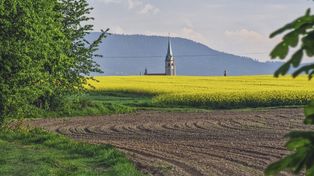 Zapomniana na dziesięciolecia uprawa wraca na polskie pola