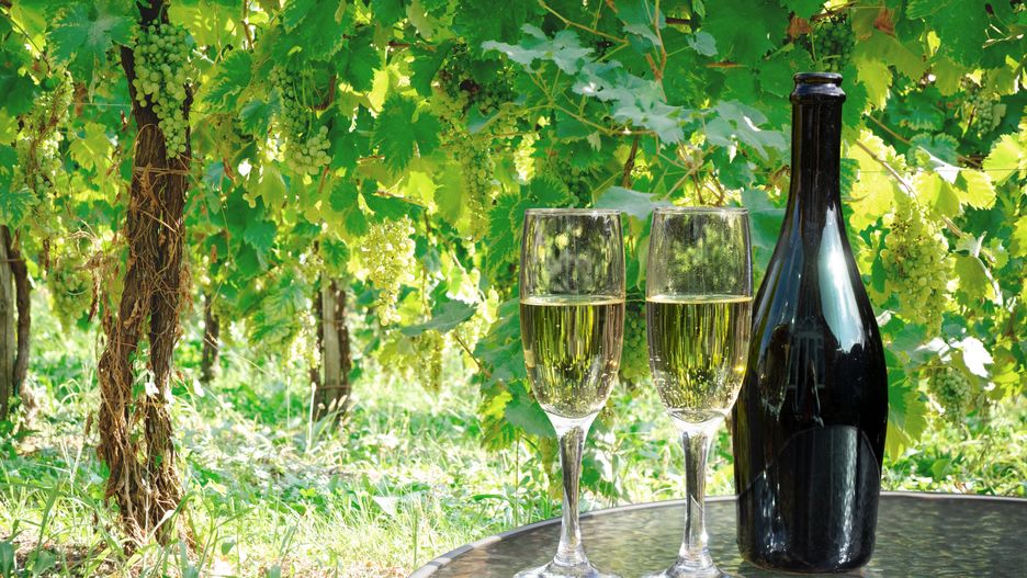 Podczas wizyty w winnicy można spodziewać się licznych opowieści oraz degustacji win 