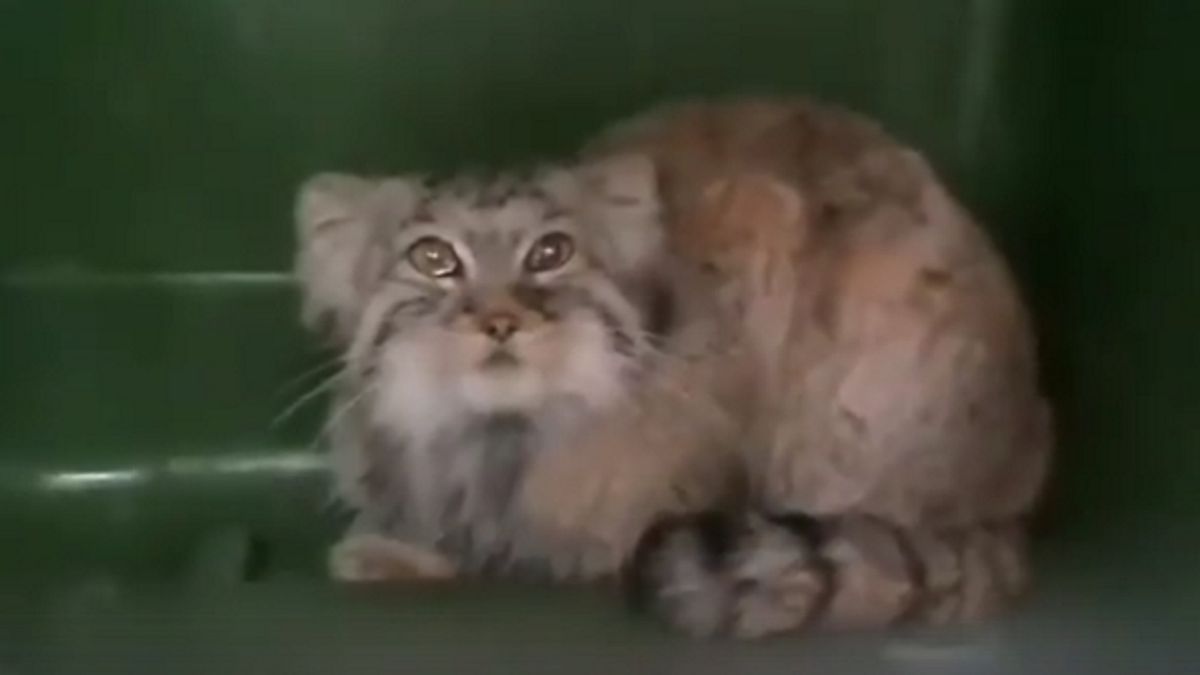 Manul Magellan uciekł w sobotę z poznańskiego zoo. 