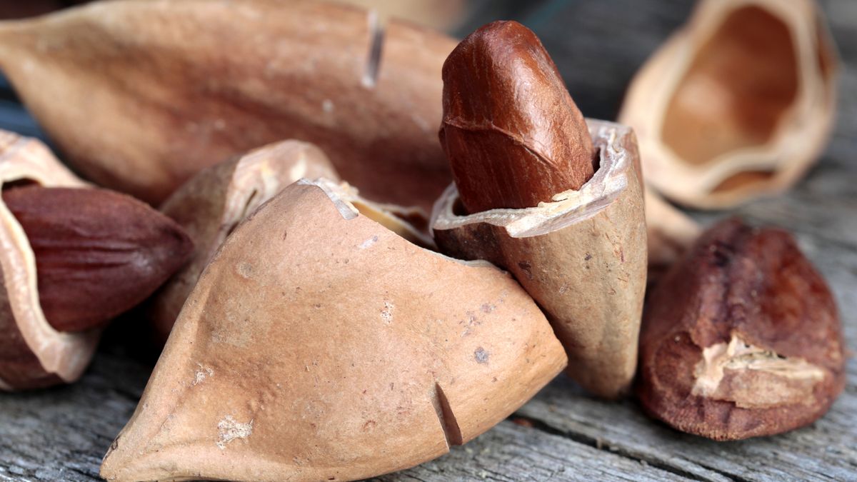 Orzechy pili są jeszcze mało popularne w Polsce