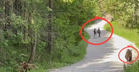 Wideo z Tatr. Spotkali niedźwiedzia. Zobaczcie, jak się zachowali
