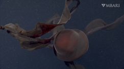 Ogromna meduza-widmo w końcu spotkana. Nagranie naukowców z USA