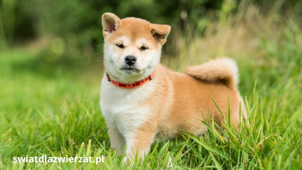 Shiba Inu szczeniak