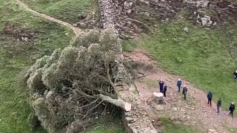 Cztery lata więzienia za zniszczenie drzewa z filmu o Robin Hoodzie