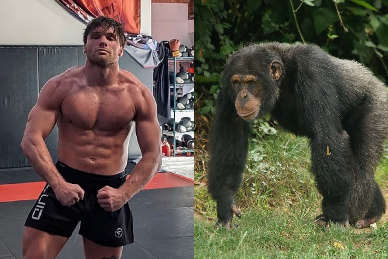 500 tys. dolarów na stole? Zawodnik MMA chciał walczyć z szympansem