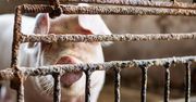 Pozwali go za smród. Kara 120 tys. zł. Pan Szymon zabrał głos