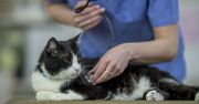 Wirus, który zabija koty, wywołał panikę. Właściciele ruszyli do aptek