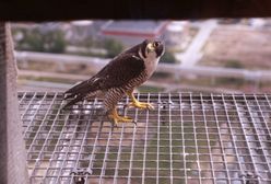 Sokoły wędrowne wracają do lubuskich lasów. To ogromny sukces