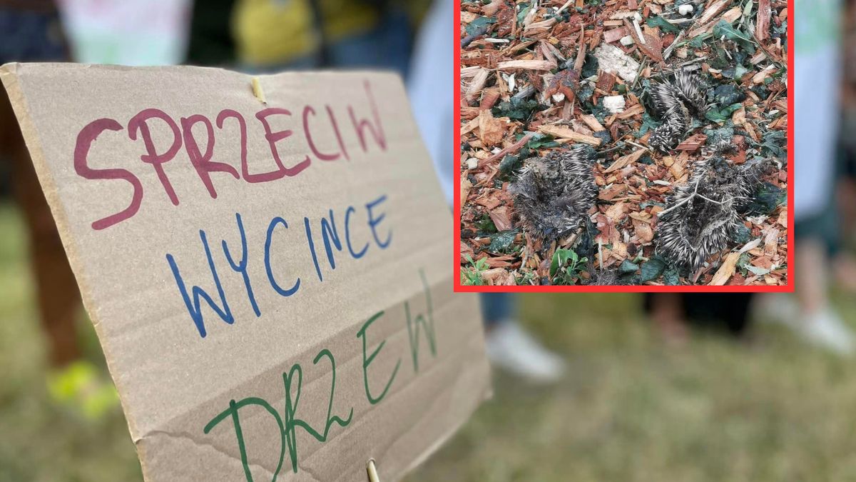 Na terenie budowy linii tramwajowej znaleziono martwe jeże