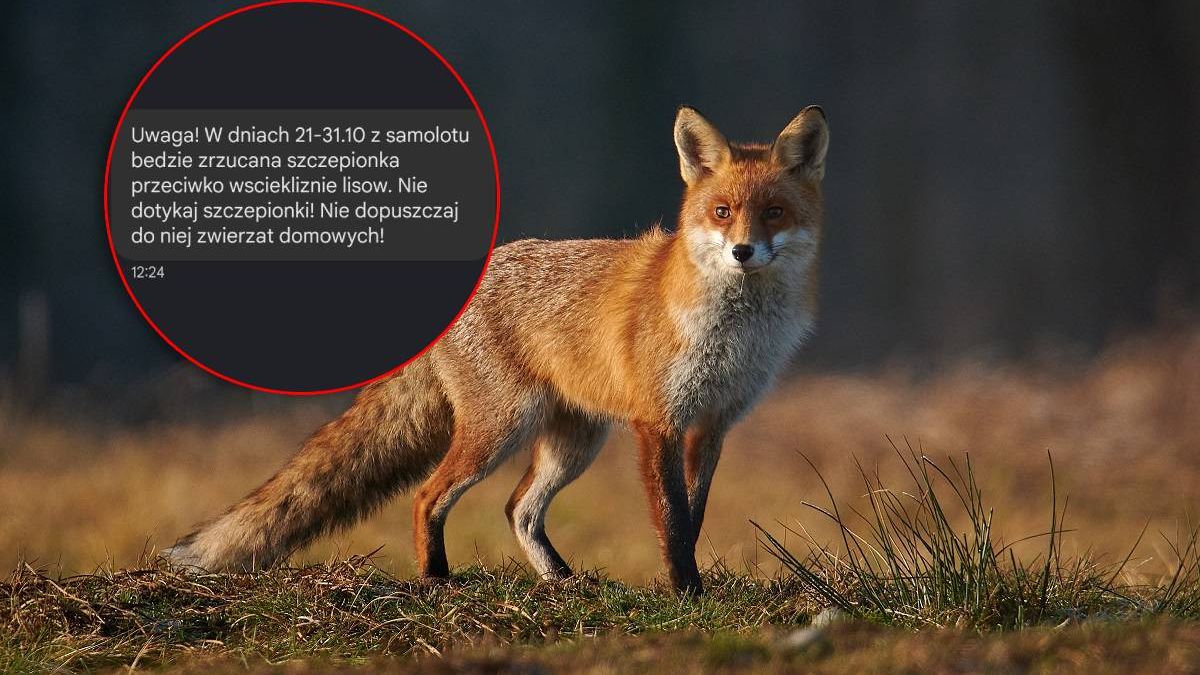 Szczepionki dla lisów. Mieszkańcy Lublina i woj. lubelskiego dostali Alert RCB