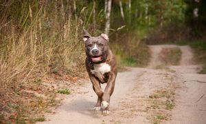 Amstaff zaatakował kobietę. Nie był szczepiony