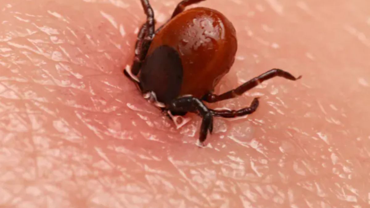 Kleszcze nienawidzą zapachu czeremchy