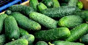 Co się dzieje? Ceny ogórków o 100 proc. wyższe