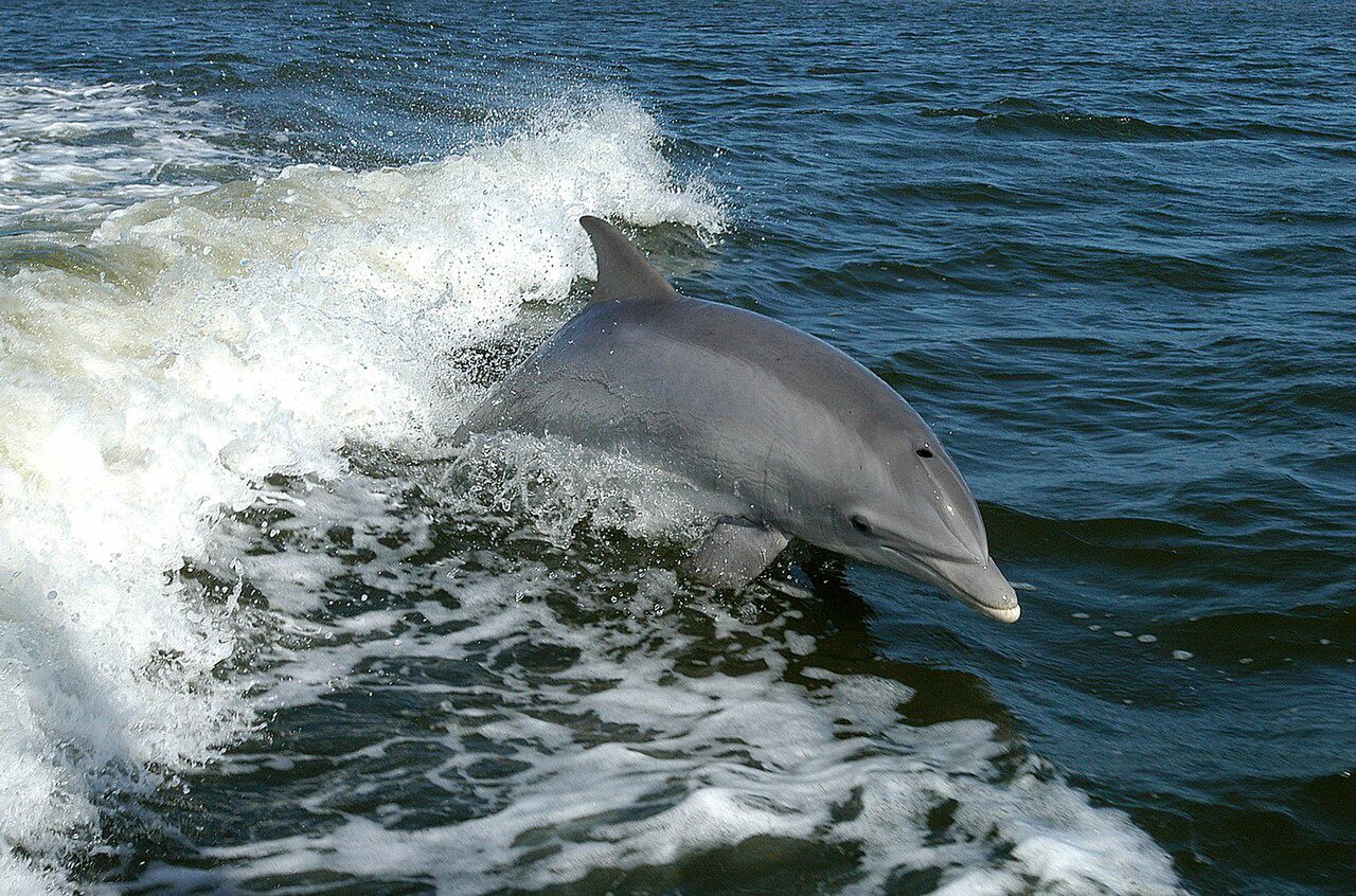 Niespokojnie na Krymie. Rosja szkoli delfiny bojowe