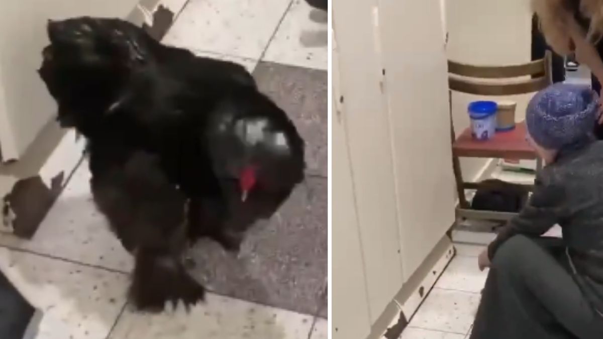 Ukrainka przywiozła koguta do Polski 