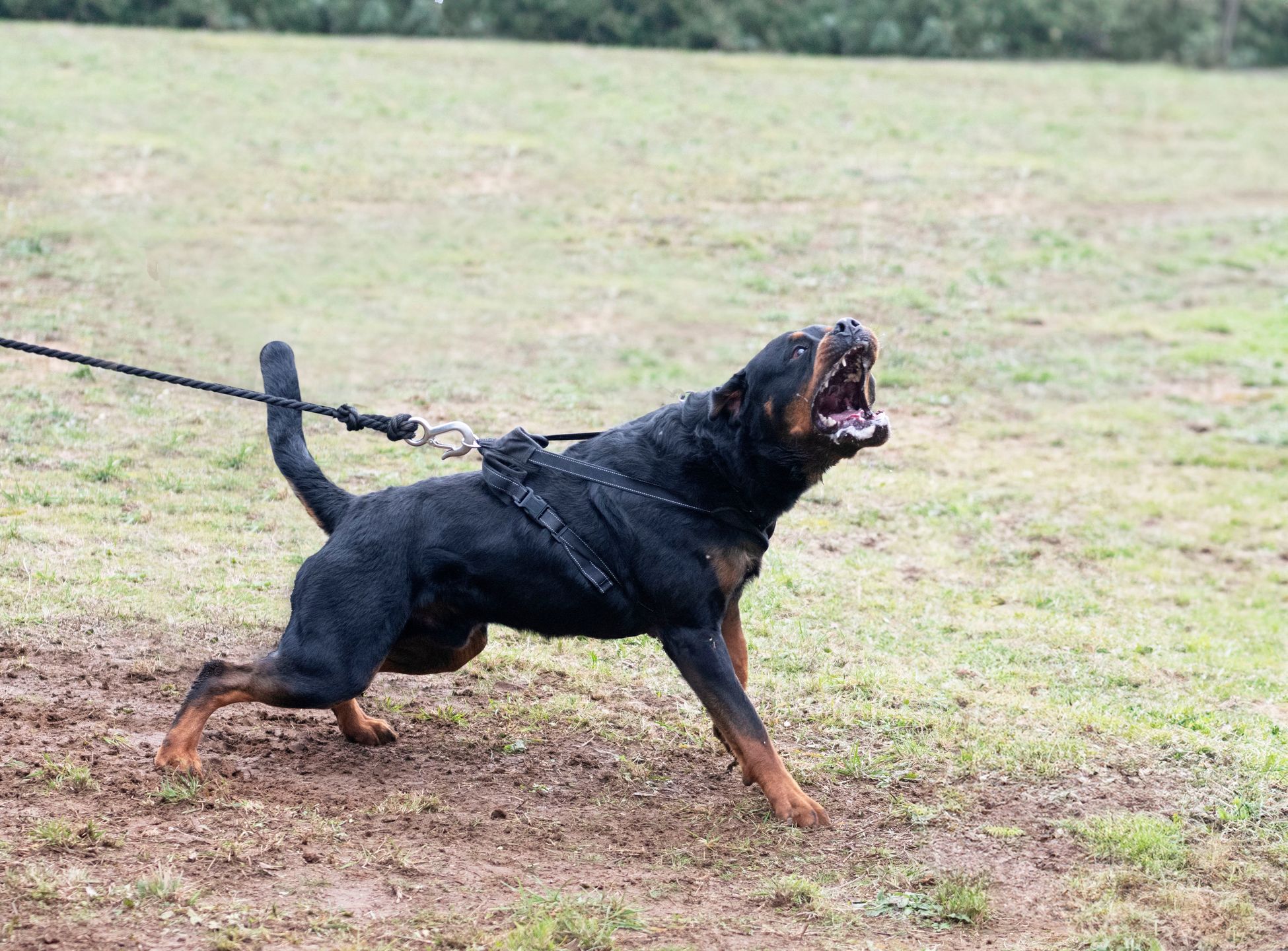 Rottweilery broniły wejścia do płonącego budynku