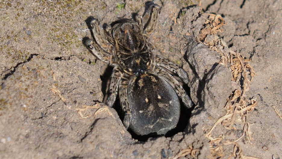 Tarantula ukraińska to jeden z najbardziej jadowitych gatunków pająków w Europie