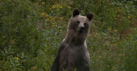 Spotkanie z niedźwiedziem w Tatrach