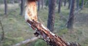 Sensacja w naszych lasach – grzyb na patyku!