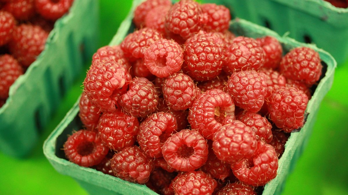 Ceny pierwszych malin, głównie spod osłon były wysokie. Teraz nieco spadną.